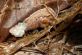 Parmarion martensi